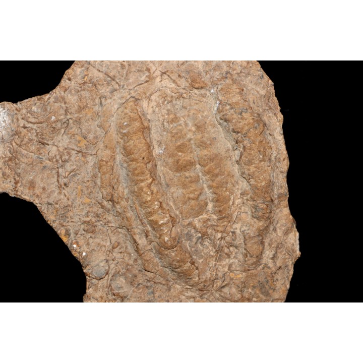 rusophycus ( empreinte de trilobite) // ordovicien // région d'Erfoud - Maroc