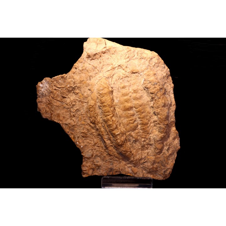 rusophycus (trilobite print)  - ordovician - Erfoud area- Morocco