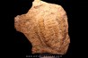 rusophycus (trilobite print)  - ordovician - Erfoud area- Morocco
