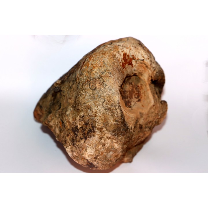 distal end of METATARSAL: Tyrannosaure rex - Hell Creek  Formation - Upper cretaceous - Montana -USA