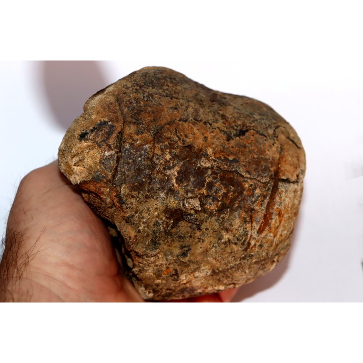distal end of METATARSAL: Tyrannosaure rex - Hell Creek  Formation - Upper cretaceous - Montana -USA