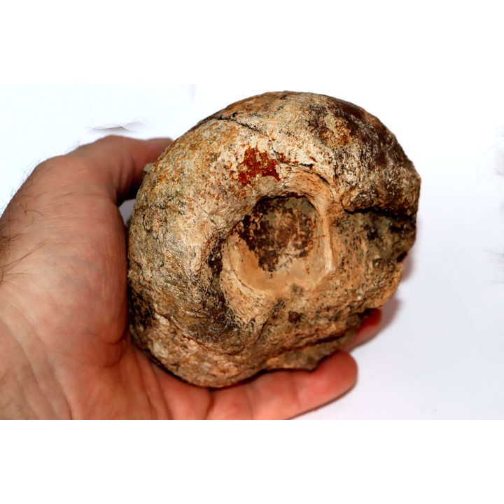 distal end of METATARSAL: Tyrannosaure rex - Hell Creek  Formation - Upper cretaceous - Montana -USA