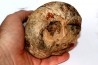 distal end of METATARSAL: Tyrannosaure rex - Hell Creek Formation - Upper cretaceous - Montana -USA