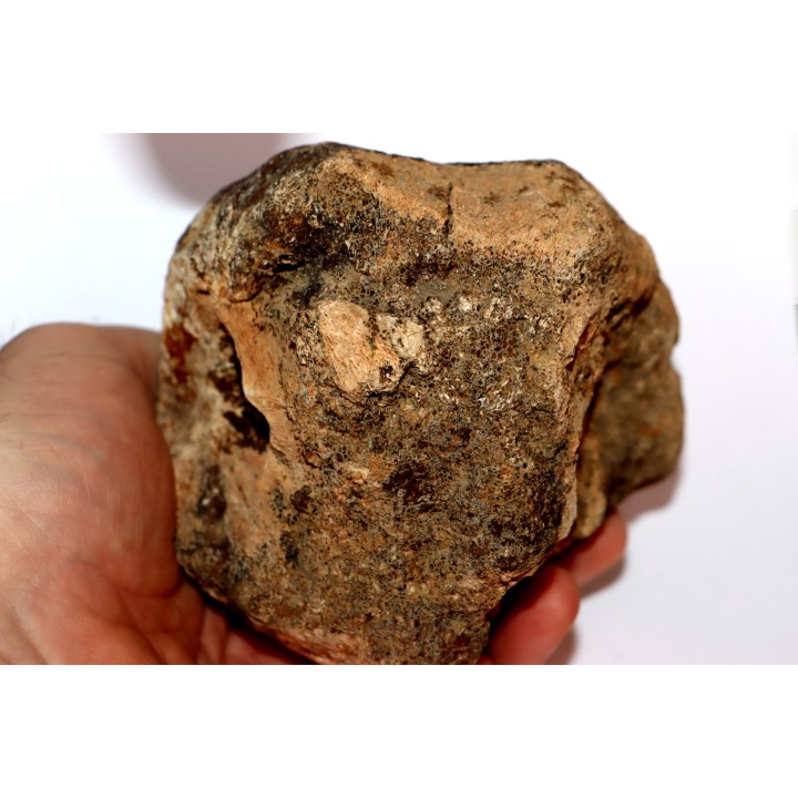 distal end of METATARSAL: Tyrannosaure rex - Hell Creek  Formation - Upper cretaceous - Montana -USA