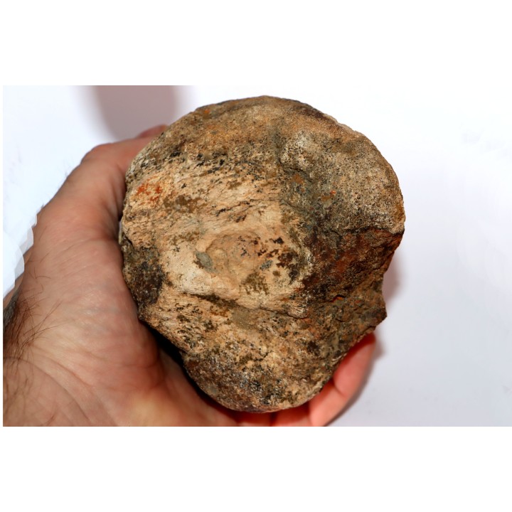 extrémité distale de metatarsal: Tyrannosaure rex // Hell Creek  Formation - crétacé supérieur - Montana