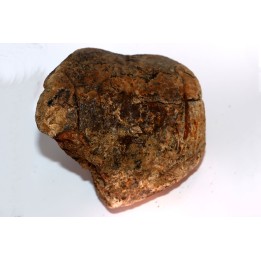 extrémité distale de metatarsal: Tyrannosaure rex // Hell Creek  Formation - crétacé supérieur - Montana
