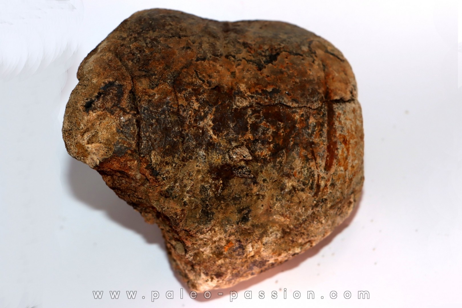 distal end of METATARSAL: Tyrannosaure rex - Hell Creek Formation - Upper cretaceous - Montana -USA