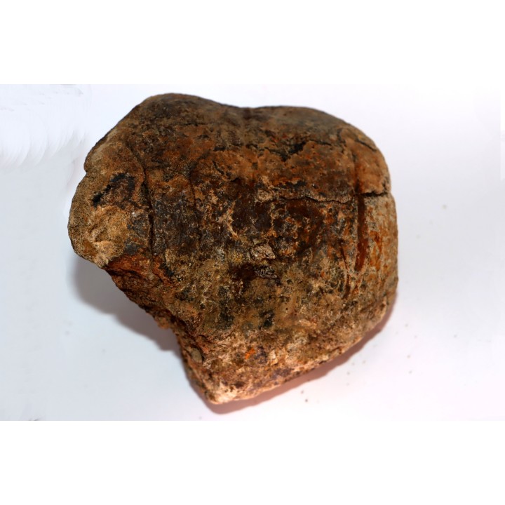 distal end of METATARSAL: Tyrannosaure rex - Hell Creek  Formation - Upper cretaceous - Montana -USA