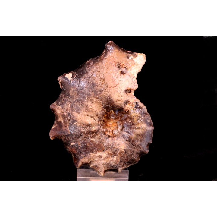 pathological Mammites nodosoides - Turonian - Goulmima