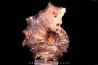 individu pathologique Mammites nodosoides - Turonien - Goulmima