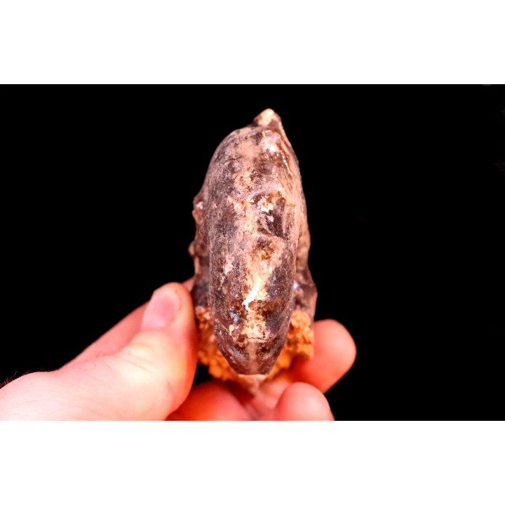 individu pathologique Mammites nodosoides - Turonien - Goulmima