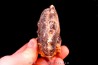 individu pathologique Mammites nodosoides - Turonien - Goulmima