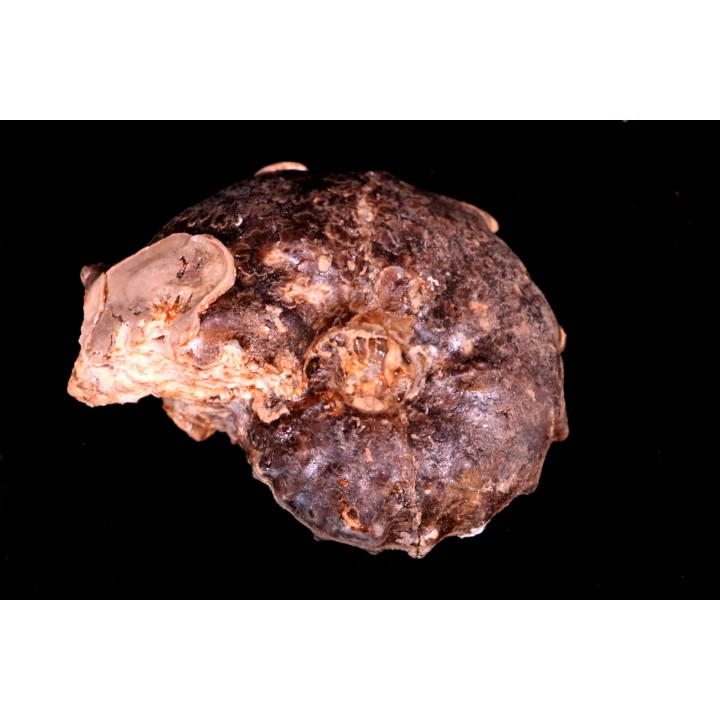 individu pathologique Mammites nodosoides - Turonien - Goulmima