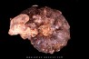 individu pathologique Mammites nodosoides - Turonien - Goulmima