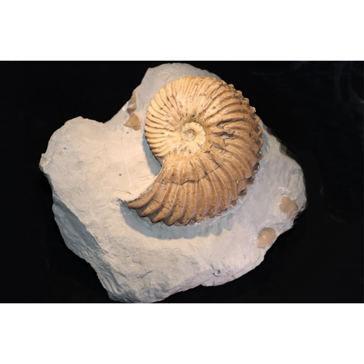 Hoplites dentatus