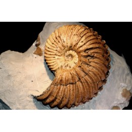 Hoplites dentatus