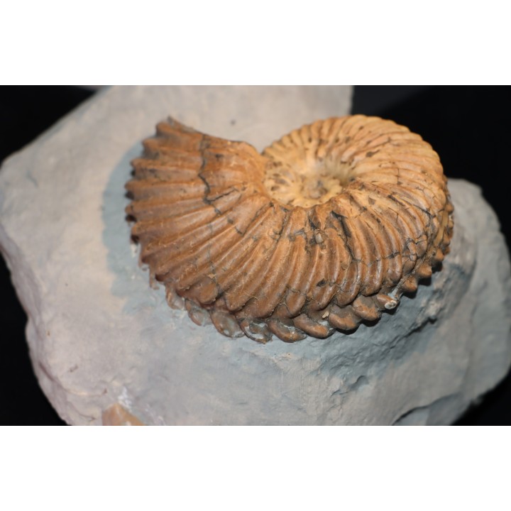 Hoplites dentatus