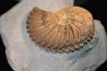 Hoplites dentatus