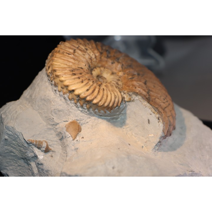 Hoplites dentatus