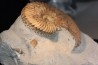 Hoplites dentatus