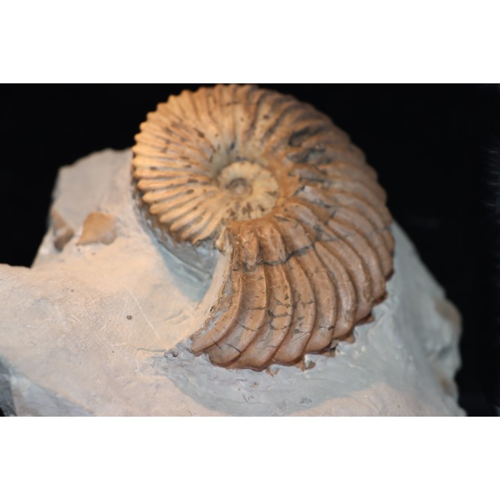 Hoplites dentatus