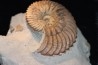 Hoplites dentatus