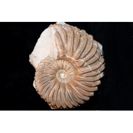 Hoplites dentatus
