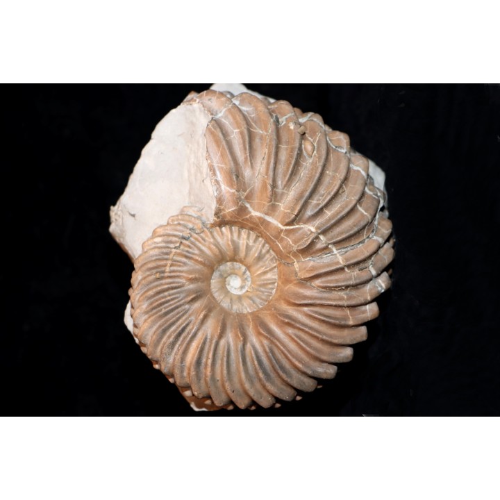 Hoplites dentatus