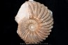 Hoplites dentatus