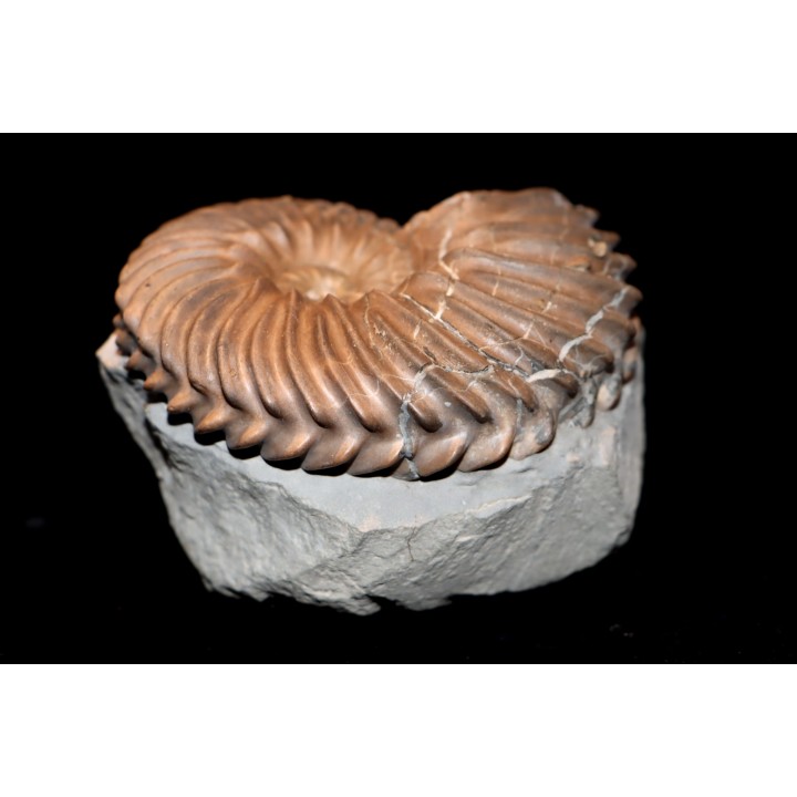 Hoplites dentatus