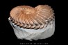 Hoplites dentatus