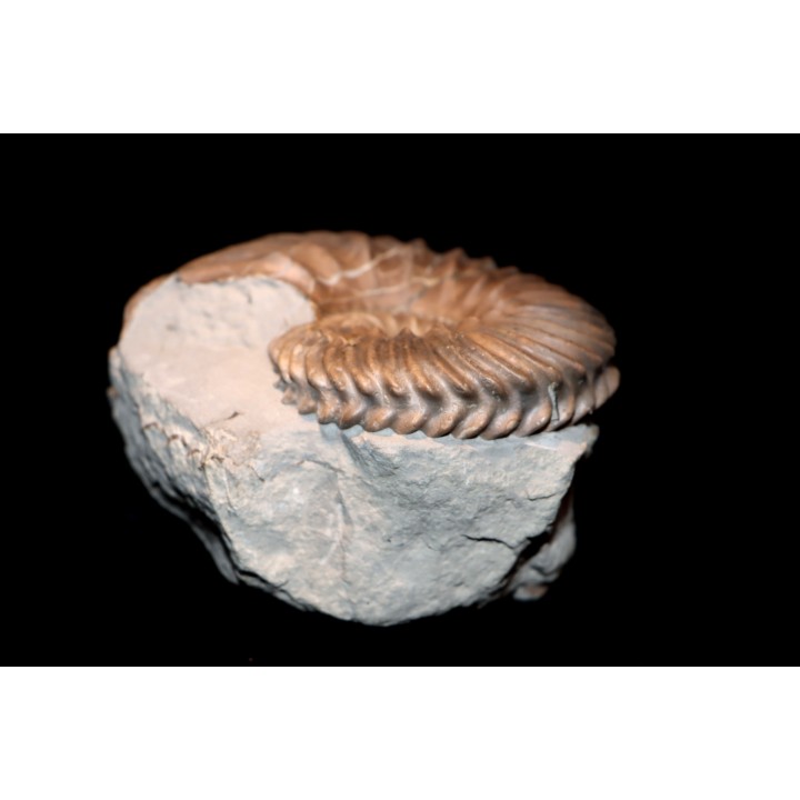 Hoplites dentatus