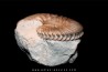 Hoplites dentatus