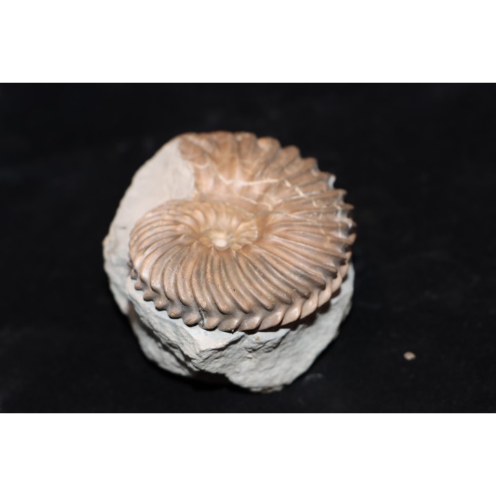 Hoplites dentatus