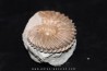 Hoplites dentatus