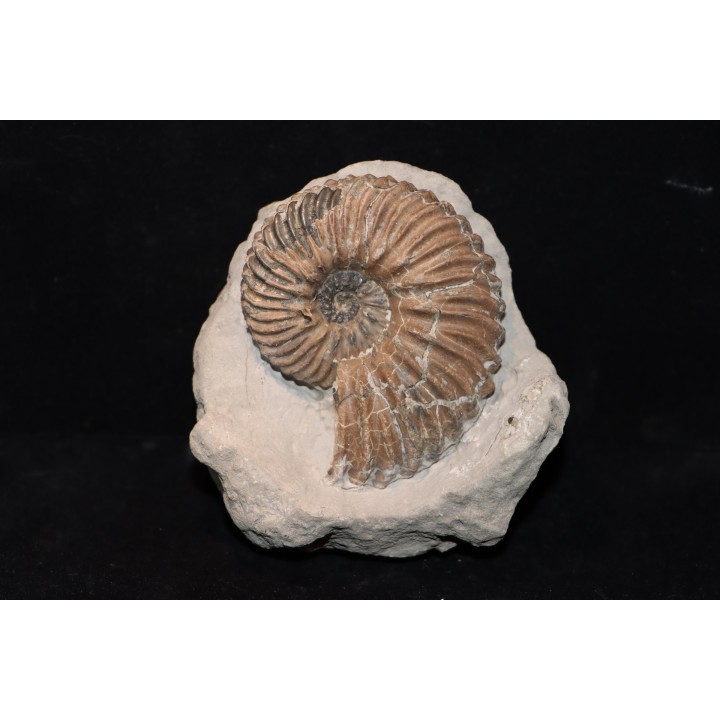 Hoplites dentatus