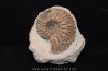 Hoplites dentatus