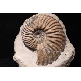 Hoplites dentatus