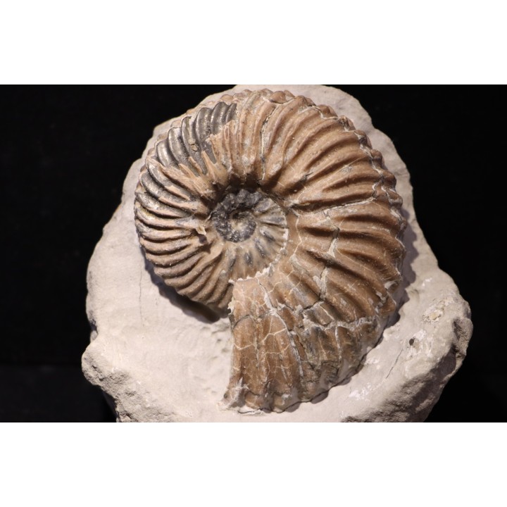 Hoplites dentatus