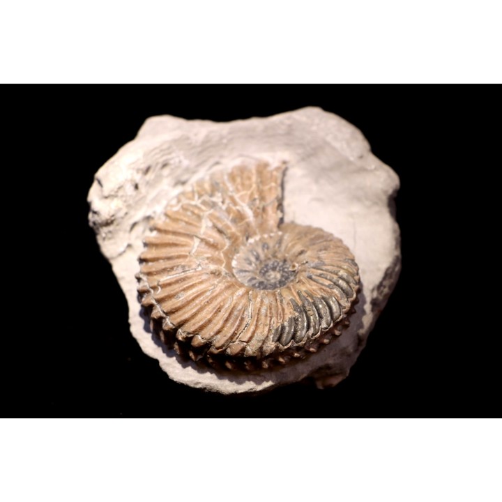 Hoplites dentatus