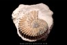 Hoplites dentatus