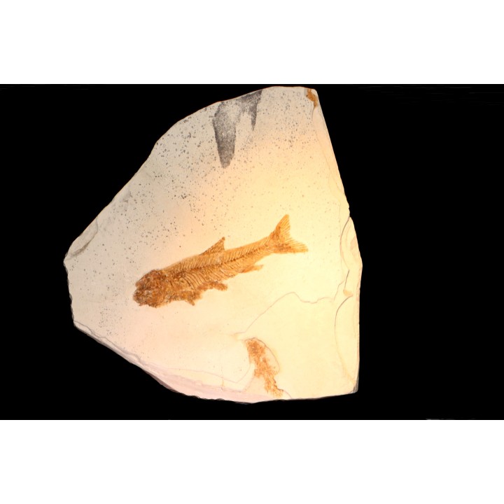 Tarsichthys macrurus - upper oligocene  Aix en Provence