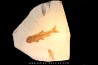 Tarsichthys macrurus - upper oligocene Aix en Provence