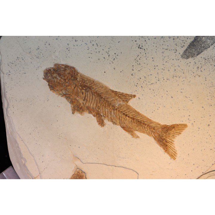 Tarsichthys macrurus - upper oligocene  Aix en Provence