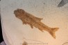 Tarsichthys macrurus - oligocène supérieur Aix en Provence