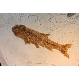 Tarsichthys macrurus - upper oligocene  Aix en Provence