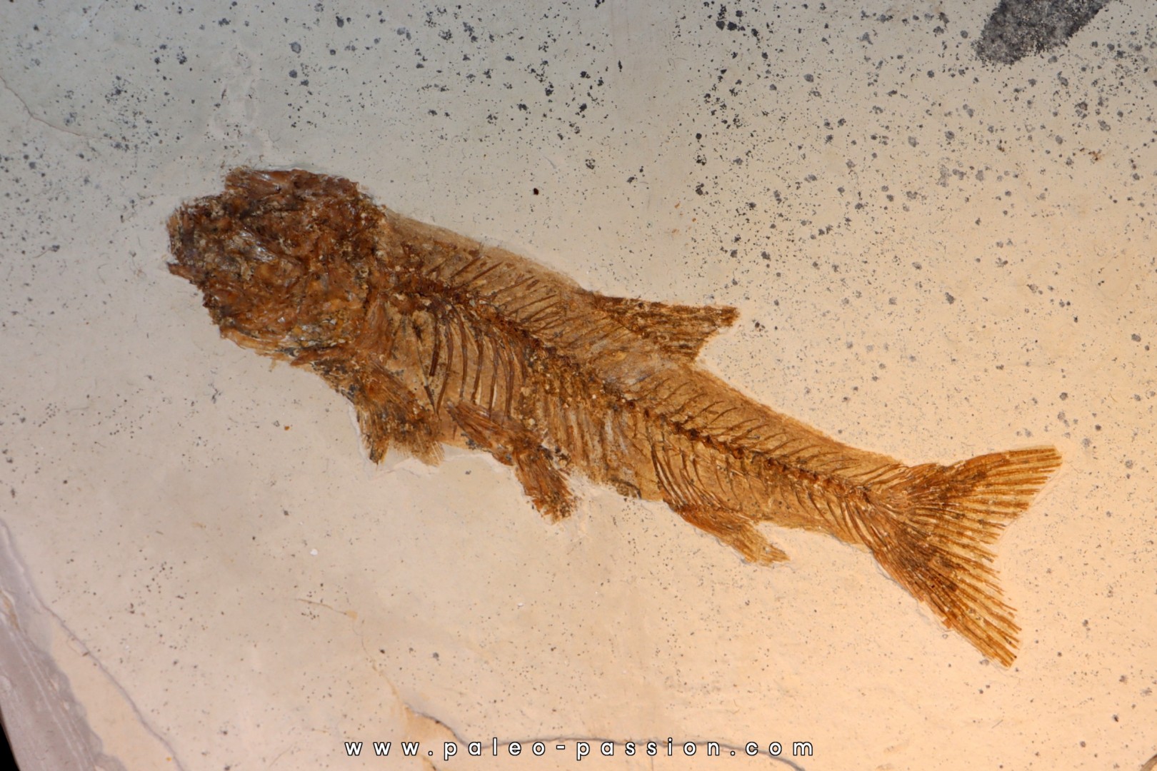 Tarsichthys macrurus - upper oligocene Aix en Provence