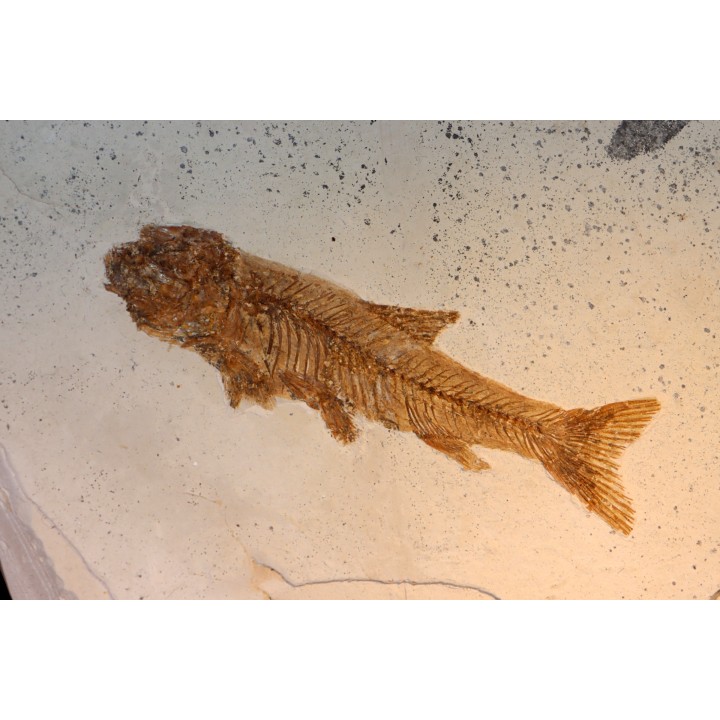 Tarsichthys macrurus - oligocène supérieur Aix en Provence