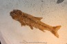 Tarsichthys macrurus - upper oligocene Aix en Provence