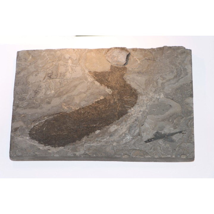 Acanthodien sp. - carboniferous - Barrat mine, Montceaux les Mines - France